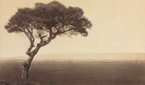 Untitled Landscape near Watsonville, California