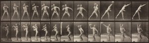 Animal Locomotion, Plate 319