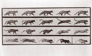 Cat Trotting and Galloping, Plate 717 from Animal Locomotion by Eadweard Muybridge