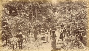 Coffee Harvesting at San Isidro--Elevation 1000 Feet, Guatemala by Eadweard Muybridge