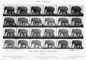 Eadweard Muybridge: The Amble by Eadweard Muybridge