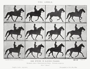 The Amble by Eadweard Muybridge