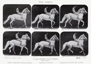 The Amble by Eadweard Muybridge