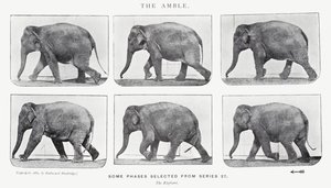 The Amble by Eadweard Muybridge