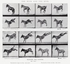 Eadweard Muybridge: The Buck and the Kick