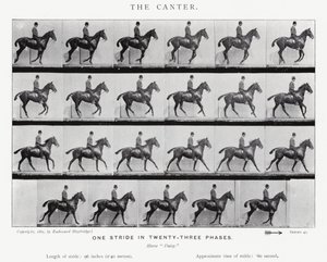 The Canter by Eadweard Muybridge
