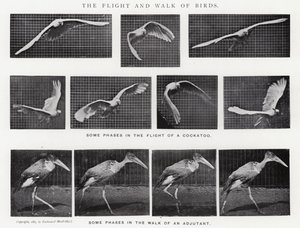 The Flight and Walk of Birds