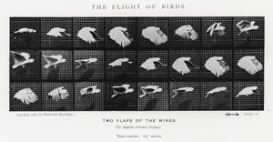 The Flight of Birds