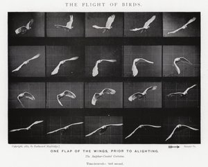 The Flight of Birds by Eadweard Muybridge