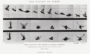 Eadweard Muybridge: The Flight of Birds (b/w photo)