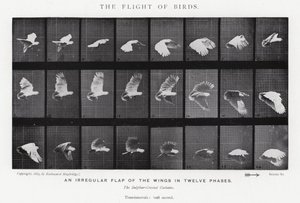 Eadweard Muybridge: The Flight of Birds (b/w photo) by Eadweard Muybridge