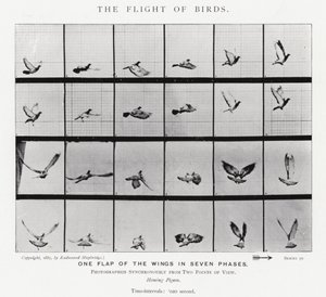 The Flight of Birds by Eadweard Muybridge