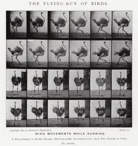 The Flying-Run of Birds by Eadweard Muybridge
