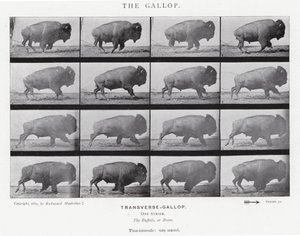 Eadweard Muybridge: The Gallop by Eadweard Muybridge