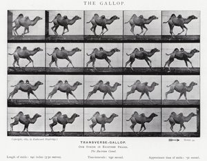 Eadweard Muybridge: The Gallop by Eadweard Muybridge