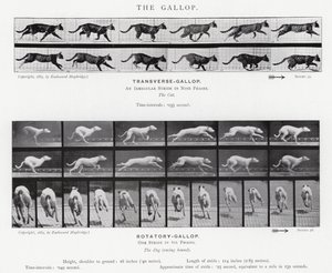The Gallop by Eadweard Muybridge