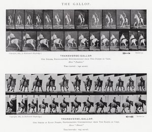 The Gallop by Eadweard Muybridge