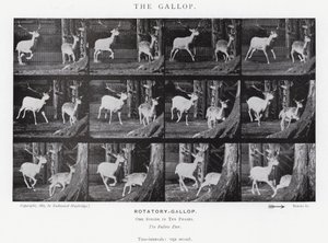 The Gallop