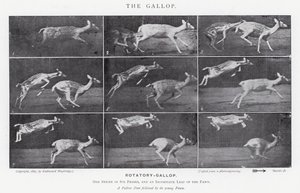 The Gallop
