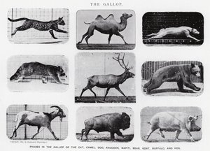 The Gallop by Eadweard Muybridge