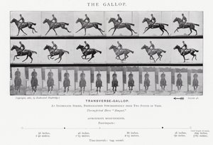 Eadweard Muybridge: The Gallop (b/w photo) by Eadweard Muybridge