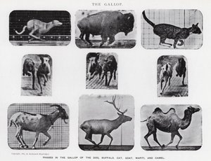 Eadweard Muybridge: The Gallop (b/w photo) by Eadweard Muybridge