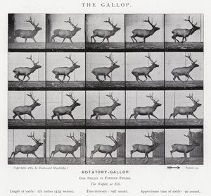 The Gallop by Eadweard Muybridge