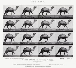 The Rack by Eadweard Muybridge