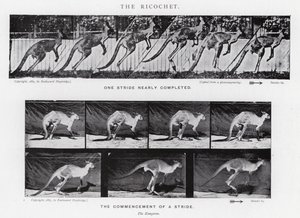 Eadweard Muybridge: The Ricochet by Eadweard Muybridge