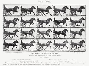 The Trot by Eadweard Muybridge