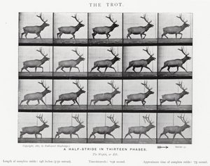 The Trot by Eadweard Muybridge