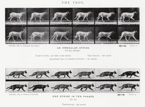 The Trot by Eadweard Muybridge