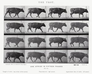 The Trot by Eadweard Muybridge