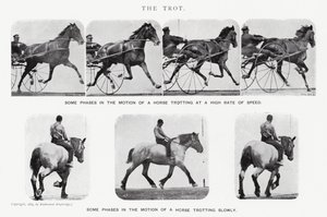 The Trot by Eadweard Muybridge