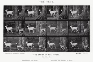 The Trot by Eadweard Muybridge