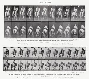 The Trot by Eadweard Muybridge