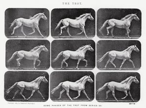 The Trot by Eadweard Muybridge