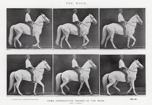 Eadweard Muybridge: The Walk by Eadweard Muybridge