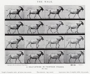 Eadweard Muybridge: The Walk by Eadweard Muybridge