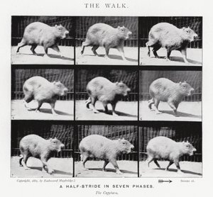 Eadweard Muybridge: The Walk by Eadweard Muybridge