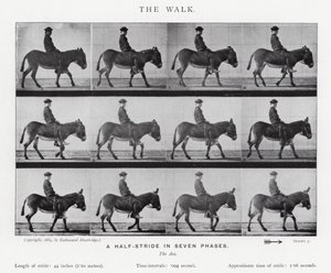 Eadweard Muybridge: The Walk by Eadweard Muybridge