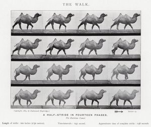 Eadweard Muybridge: The Walk by Eadweard Muybridge