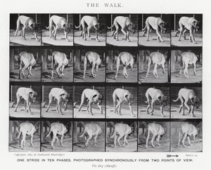 Eadweard Muybridge: The Walk by Eadweard Muybridge