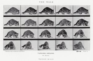Eadweard Muybridge: The Walk by Eadweard Muybridge