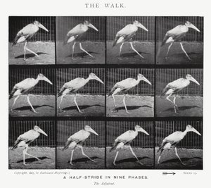 Eadweard Muybridge: The Walk by Eadweard Muybridge