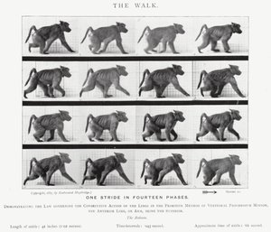 The Walk by Eadweard Muybridge