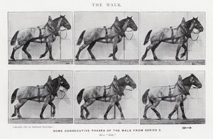 The Walk by Eadweard Muybridge