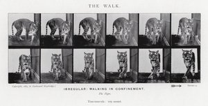 The Walk