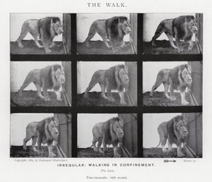 The Walk
