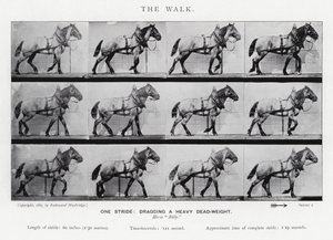 The Walk by Eadweard Muybridge